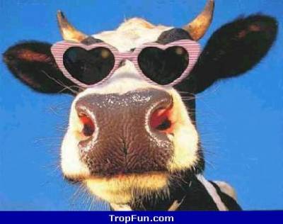  vache flowers